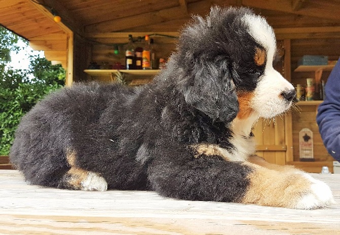 Les Bébés chiots ont trouvé une famille